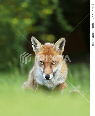 Red fox sitting in grass against dark background 75306201