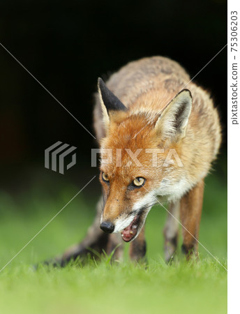 Red fox in grass against dark background 75306203