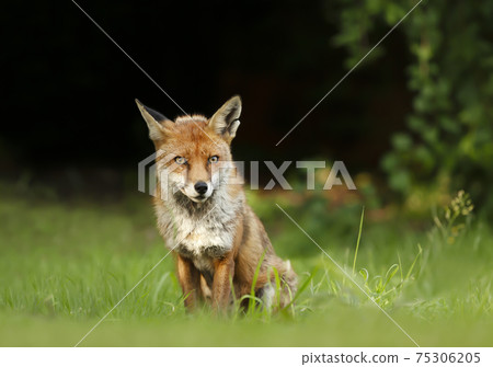 Red fox in grass against dark background Red fox in grass against dark background 75306205
