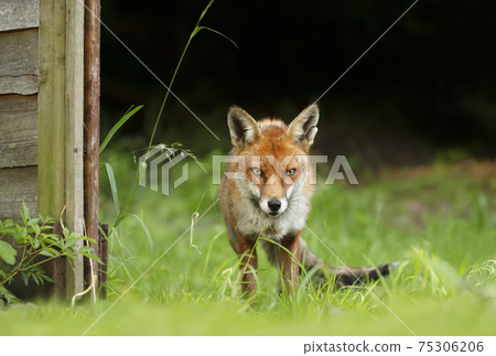 Red fox in grass against dark background Red fox in grass against dark background 75306206