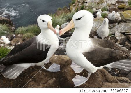 Black-browed Albatrosses on the coast of the Falkland Islands Black-browed Albatrosses on the coast of the Falkland Islands 75306207