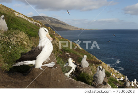 Black-browed Albatross sitting on a mud pillar nest Black-browed Albatross sitting on a mud pillar nest 75306208