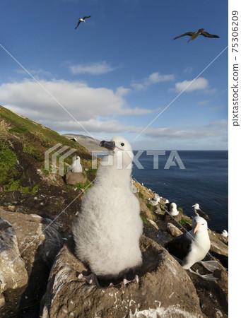 Black-browed Albatross chick sitting in a mud cup nest Black-browed Albatross chick sitting in a mud cup nest 75306209