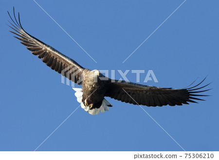 White-tailed sea Eagle in flight against blue sky White-tailed sea Eagle in flight against blue sky 75306210