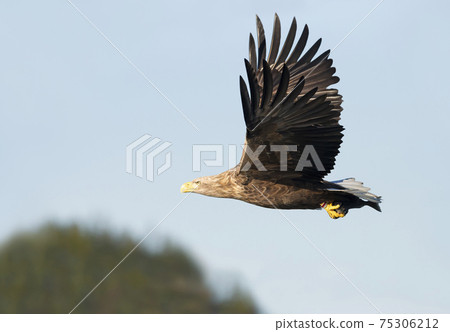 White-tailed sea Eagle in flight against blue sky 75306212