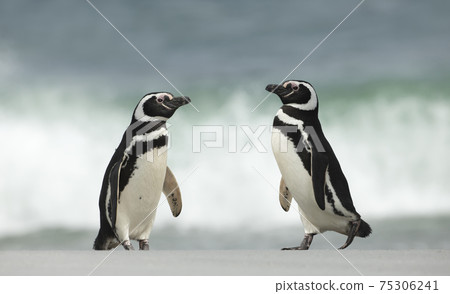 Two Magellanic penguins on a sandy beach 75306241