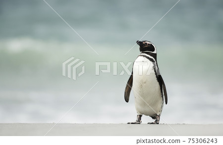 Magellanic penguin walking on a sandy beach 75306243