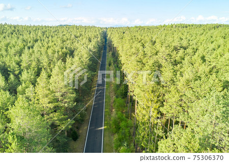 Top view of a straight road in the forest with high pine trees. Natural landscape. 75306370