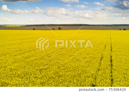 Agricultural landscape of a rapeseed field with line and blue sky. Biofuel production concept. Postcard with copy space 75306420