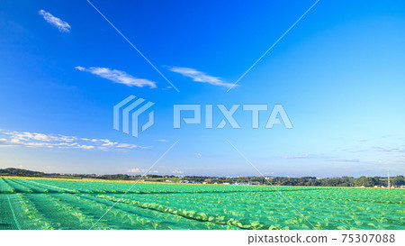 Summer in the fields of Miura City, Kanagawa Prefecture, on the Shonan Miura Peninsula Summer in the fields of Miura City, Kanagawa Prefecture, on the Shonan Miura Peninsula 75307088