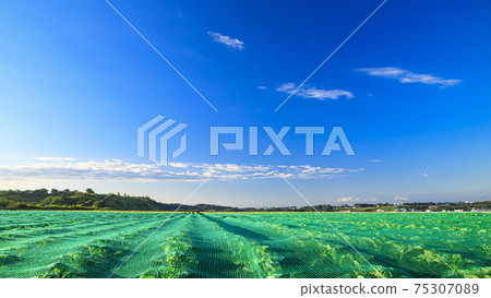 Summer in the fields of Miura City, Kanagawa Prefecture, on the Shonan Miura Peninsula Summer in the fields of Miura City, Kanagawa Prefecture, on the Shonan Miura Peninsula 75307089