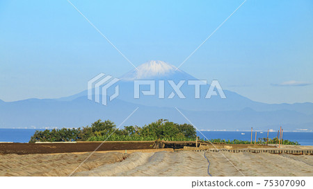 Summer in the fields of Miura City, Kanagawa Prefecture, on the Shonan Miura Peninsula Summer in the fields of Miura City, Kanagawa Prefecture, on the Shonan Miura Peninsula 75307090