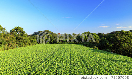 Summer in the fields of Miura City, Kanagawa Prefecture, on the Shonan Miura Peninsula Summer in the fields of Miura City, Kanagawa Prefecture, on the Shonan Miura Peninsula 75307098