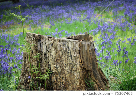Spring bluebell wood with tree stump Spring bluebell wood with tree stump 75307465