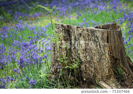 Spring bluebell wood with tree stump Spring bluebell wood with tree stump 75307466