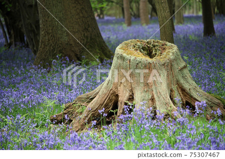 Spring bluebell wood with tree stump Spring bluebell wood with tree stump 75307467