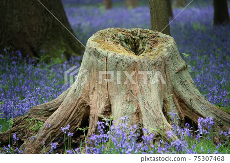 Spring bluebell wood with tree stump Spring bluebell wood with tree stump 75307468
