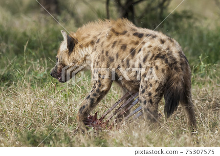 Hyena eating, Africa Hyena eating, Africa 75307575