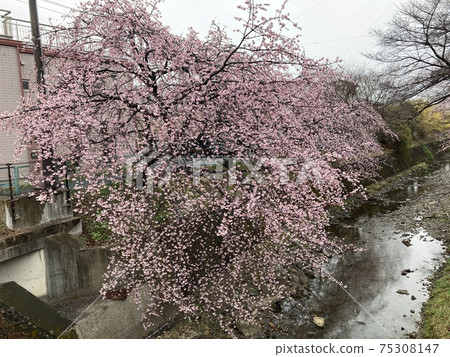 It is a cherry blossom in full bloom early in March on a rainy day along the Higashikawa in Tokorozawa City, Saitama Prefecture. 75308147