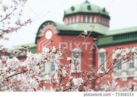 盛開在藍天下的櫻花盛開。春天是深谷車站。 75308153