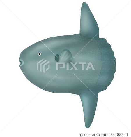 Swimming sunfish 75308233