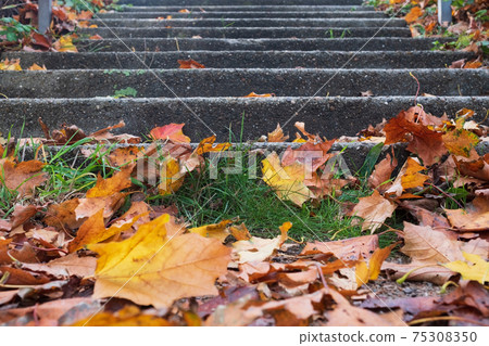 Dry leaves in autumn day at sunny weather 75308350