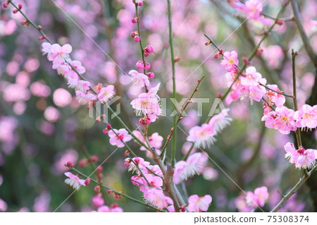 梅花高知 梅花高知 75308374