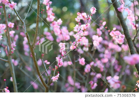 梅花高知 梅花高知 75308376