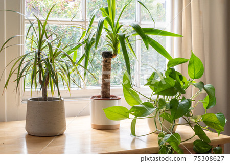 House plants in the window inside a beautiful new home or flat House plants in the window inside a beautiful new home or flat 75308627