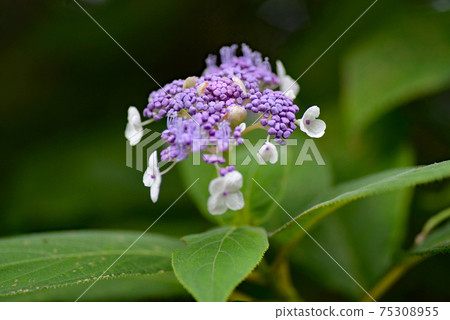 Hydrangea indica 75308955
