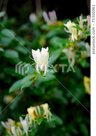 Honeysuckle Honeysuckle 75308961