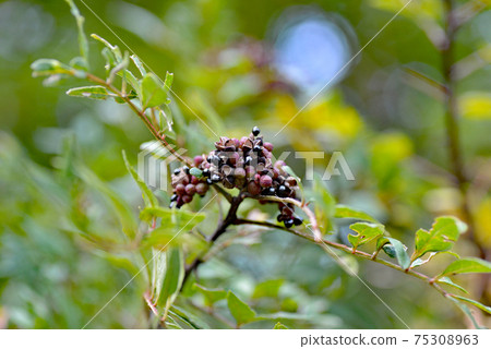 Sansho fruit 75308963