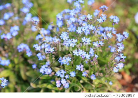 Forget-me-not flowers Forget-me-not flowers 75308997