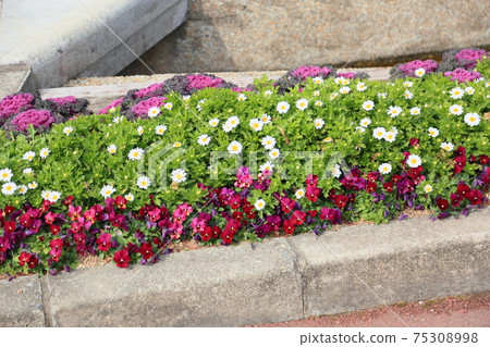 North pole flowers 75308998