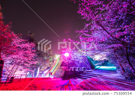 Illuminated cherry blossoms at Nobeoka Castle Ruins 75309554
