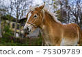 Young brown-and-white horse has his tongue out in the countryside 75309789