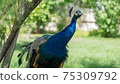 Beautiful blue peacock walking and thinking about live in the garden 75309792