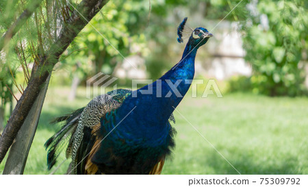 Beautiful blue peacock walking and thinking about live in the garden Beautiful blue peacock walking and thinking about live in the garden 75309792