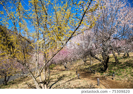 梅花走的路徑 梅花走的路徑 75309820