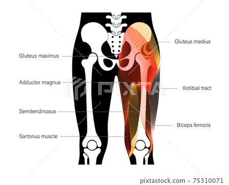 Muscular back concept 75310071