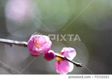 早春的Ranmei 75310161