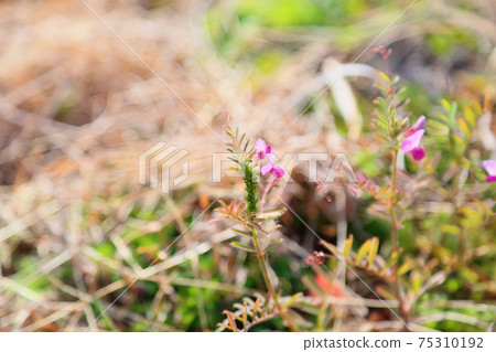Vetch flower Vetch flower 75310192