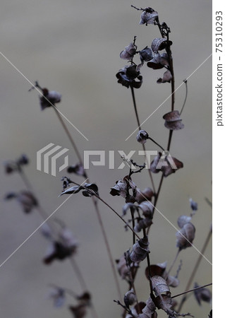 Winter dead Winter dead 75310293