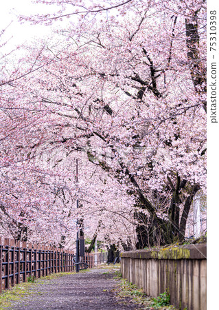 [Yamanashi Prefecture] Jinrokuzakura in Katsunumabudokyo 75310398