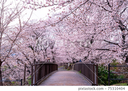 [山梨縣] Katsunumabudokyo中的Jinrokuzakura 75310404