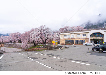 [山梨縣] Katsunumabudokyo中的Jinrokuzakura 75310410