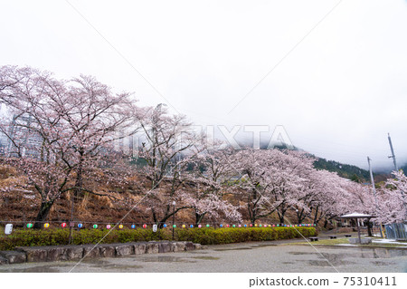 [山梨縣] Katsunumabudokyo中的Jinrokuzakura 75310411