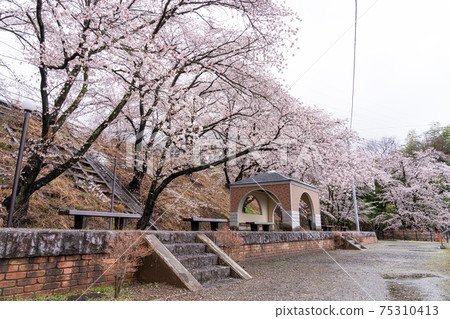 [山梨縣] Katsunumabudokyo中的Jinrokuzakura 75310413