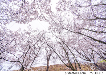 [Yamanashi Prefecture] Jinrokuzakura in Katsunumabudokyo 75310414