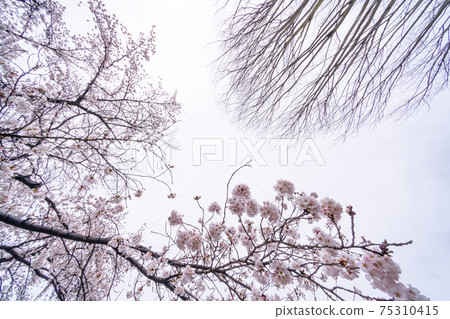 [Yamanashi Prefecture] Jinrokuzakura in Katsunumabudokyo 75310415